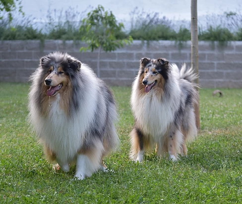 Rough collie de Little Hollywood collies